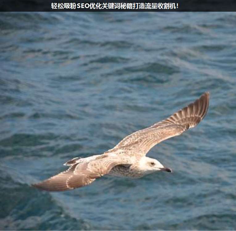 輕松吸粉SEO優(yōu)化關(guān)鍵詞秘籍打造流量收割機(jī)!